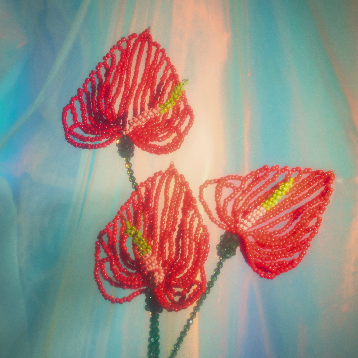 Anthurium Single