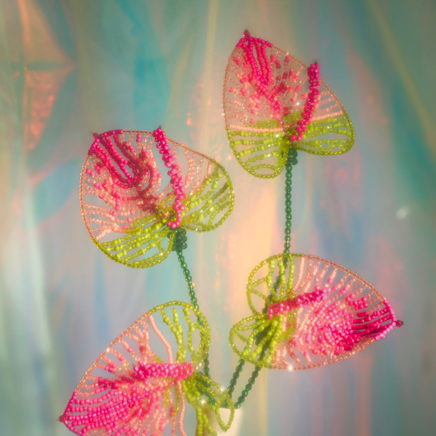 Anthurium Single
