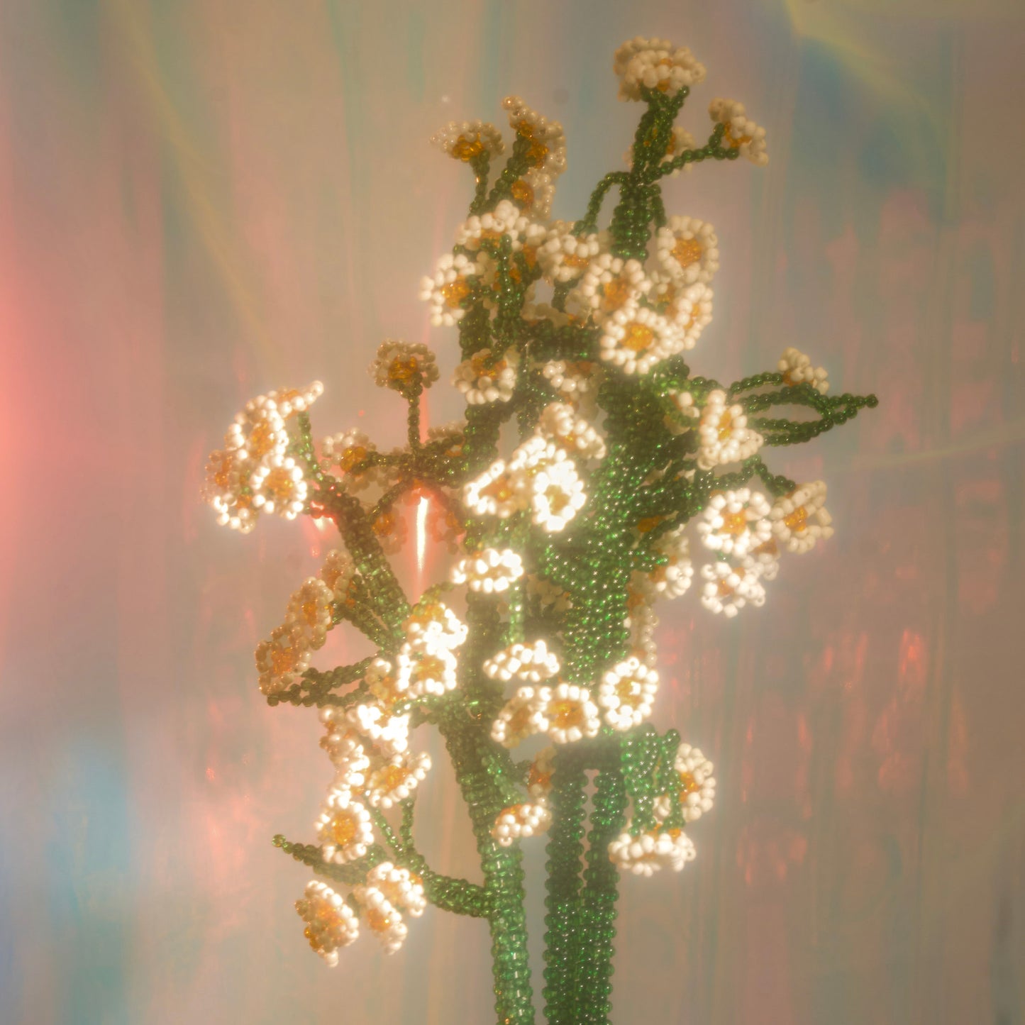 Chamomile Single