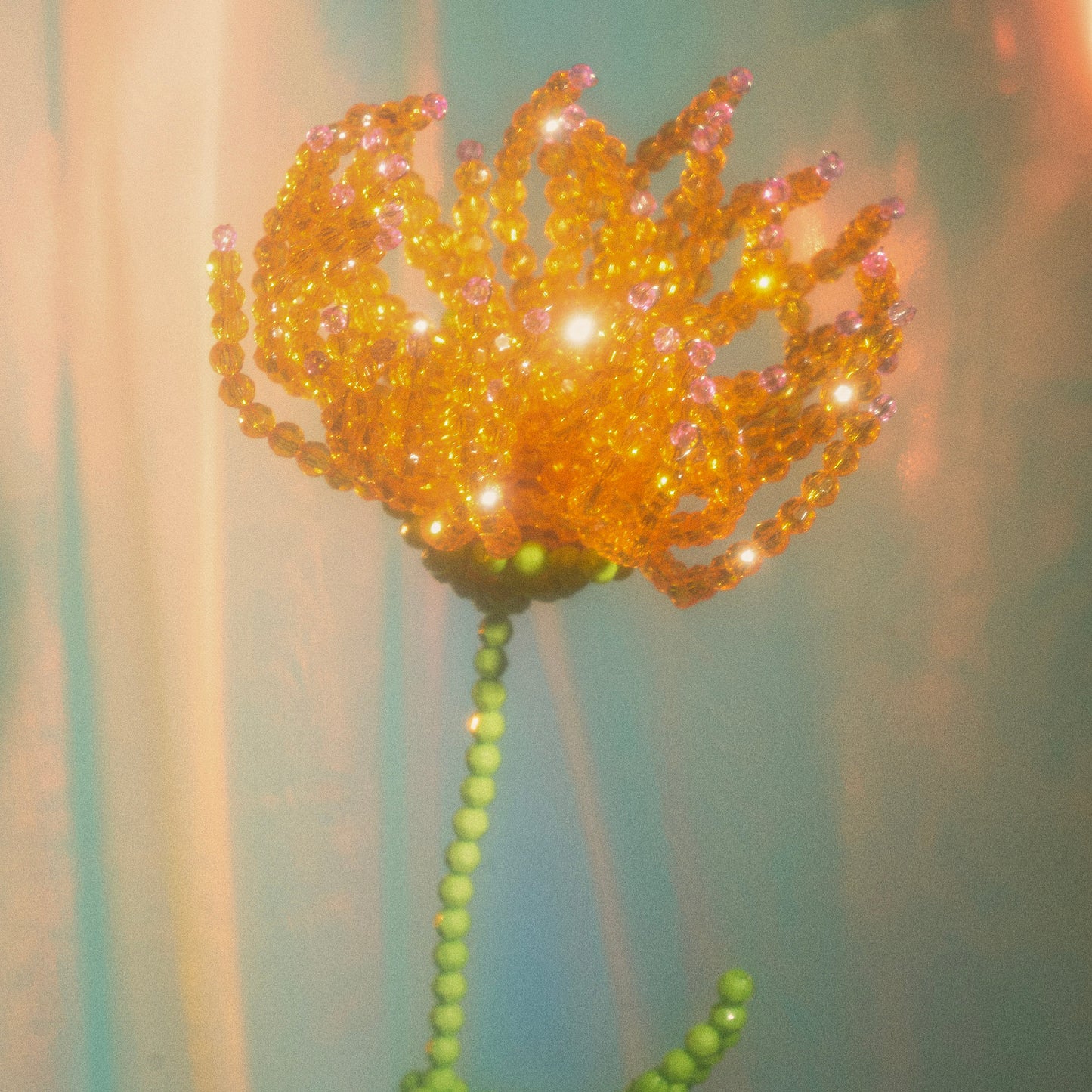 Chrysanthemum Single