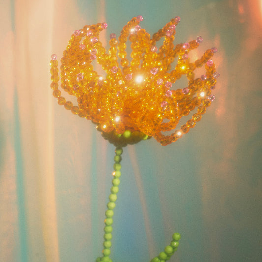 Chrysanthemum Single