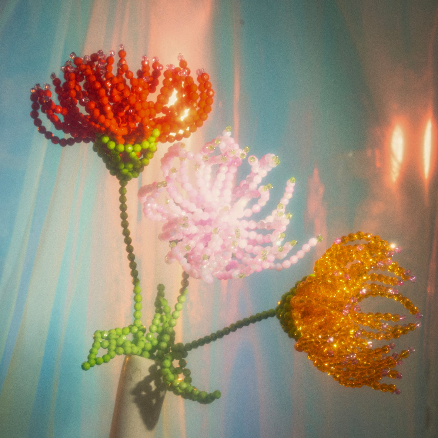 Chrysanthemum Single