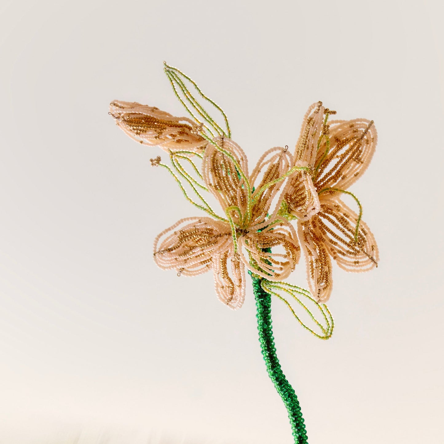 Stargazer Lily