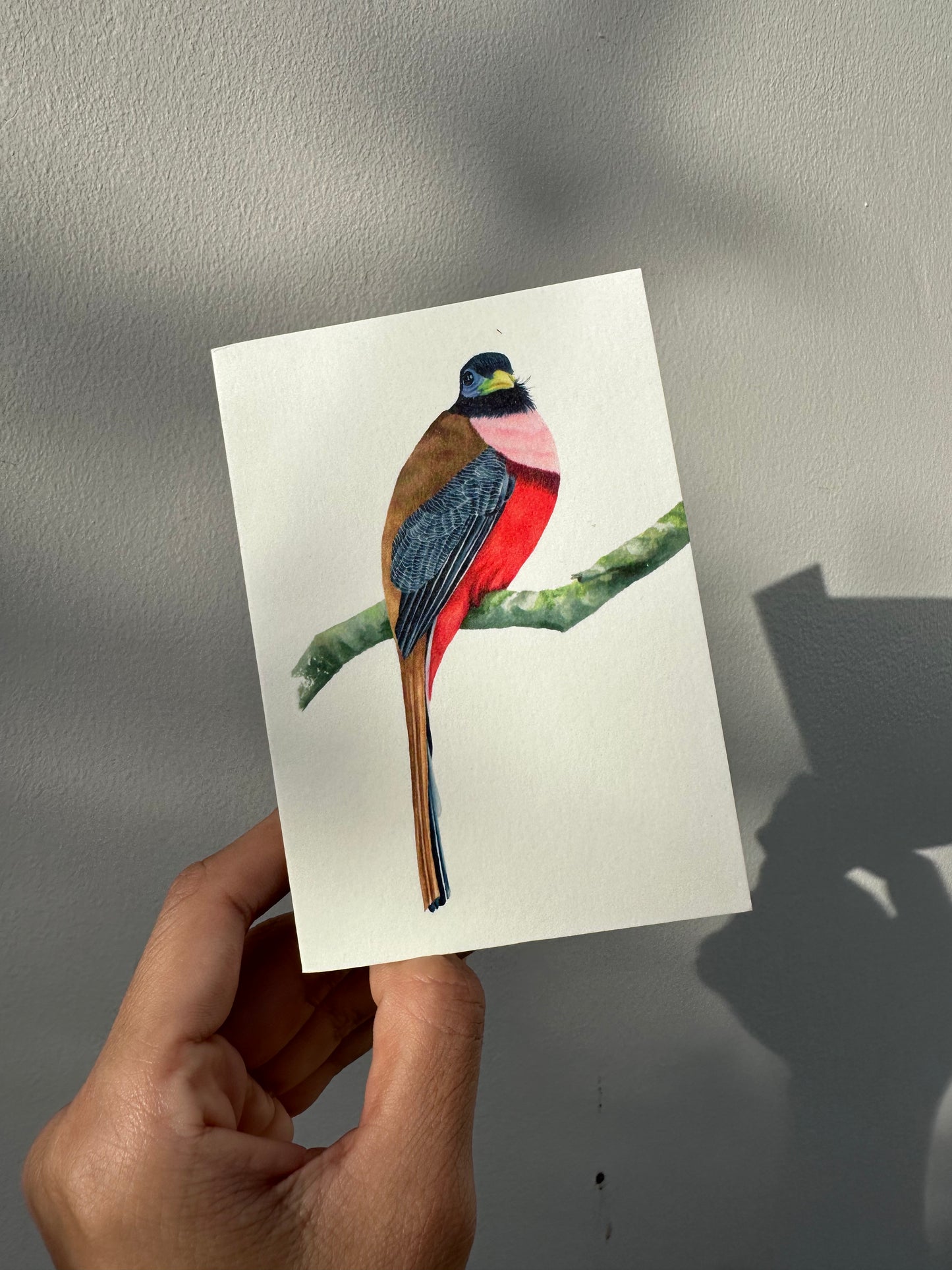 "Birds of the Philippines" Greeting Cards Set