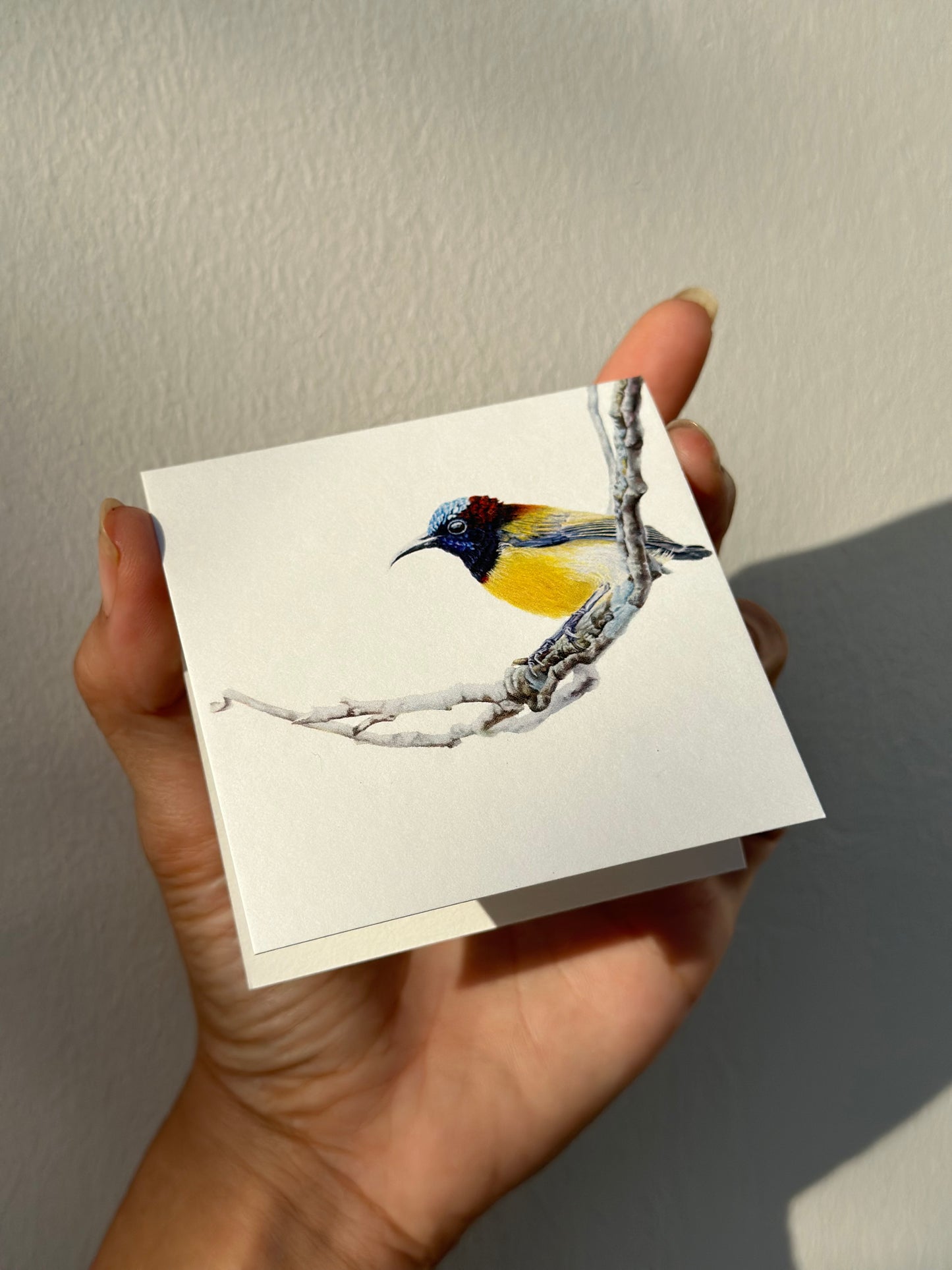 "Birds of the Philippines" Greeting Cards Set