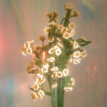 Chamomile Single