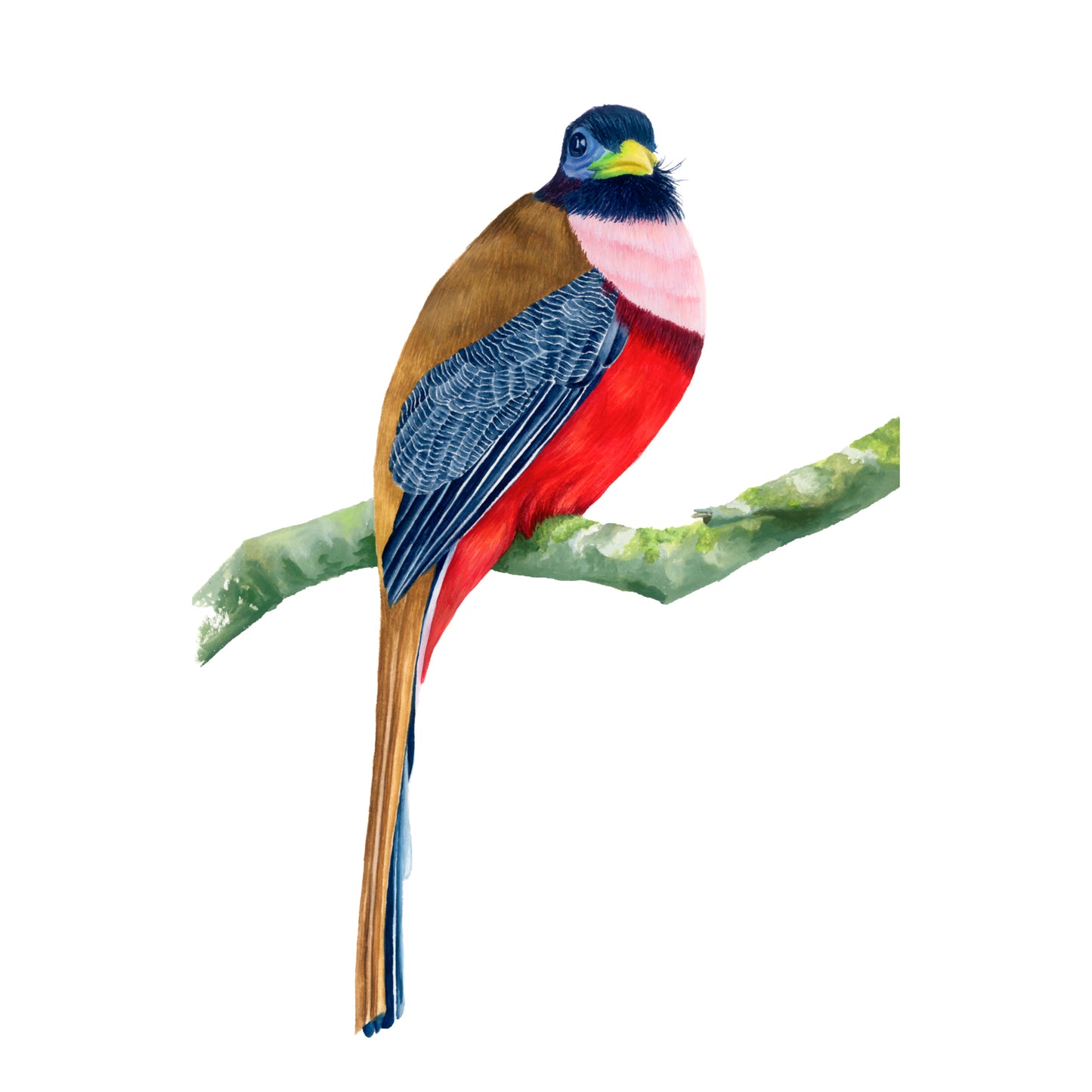 "Birds of the Philippines" Greeting Cards Set